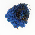 Mousse naturelle Lichen Bleu 50 g